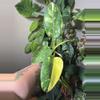 plant/Nuclear Green Congo-0-thumbnail