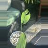 plant/Monstera Croatii-1-thumbnail
