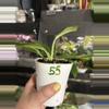 plant/Philodendron Ring of Fire 55-1-thumbnail
