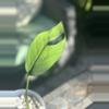 plant/Monstera Croatii-2-thumbnail