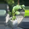 plant/HB. Soul Reaper x Rioclarense Wild Hybrid-1-thumbnail