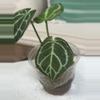 plant/Cape Oasis clone-1-thumbnail