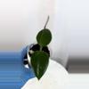 plant/Hoya RHM 932- SR2 ‘Shelby’ - 3 inch pot-1-thumbnail
