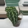 plant/Cape Oasis clone-0-thumbnail