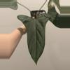 plant/RA Port x Rotundatum-0-thumbnail