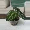 plant/Cape Oasis clone-2-thumbnail