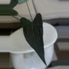 plant/Pap Sunburst x open-2-thumbnail