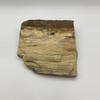 plant/Stinking Water Oak Petrified Wood - Agatized - 1lb 2.50oz-0-thumbnail