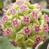 plant/H. ‘Cotton Candy’ - 3 inch pot-2-thumbnail