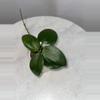 plant/H. ‘Genieve’ - 3 inch pot-1-thumbnail