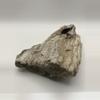 plant/Stinking Water Oak Petrified Wood - Agatized - 1lb 4.90oz-2-thumbnail