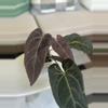 plant/Dark and Handsome x Red Velvet-1-thumbnail