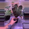 plant/[AOSXForgettii] x FSRL-0-thumbnail