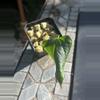 plant/Ochranthum Ft Sherman “Vesper”-0-thumbnail