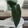 plant/HB. Ochranthum x RA pap/Lux-0-thumbnail