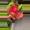 plant/Aglaonema sweet candy exact plant -0-thumbnail