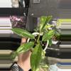 plant/Philodendron Ring of Fire 55-0-thumbnail