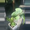 plant/HB. Soul Reaper x Rioclarense Wild Hybrid-3-thumbnail
