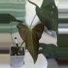plant/Pap Sunburst x open-0-thumbnail