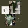 plant/HB. Soul Reaper x Rioclarense Wild Hybrid-4-thumbnail