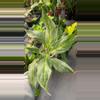 plant/Aglaonema white romance exact plant-0-thumbnail