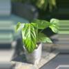 plant/HB. Soul Reaper x Rioclarense Wild Hybrid-0-thumbnail
