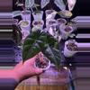 plant/Sport Var Pink Dragon-0-thumbnail