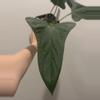 plant/RA Port x Rotundatum-1-thumbnail