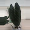 plant/BVEP x Soul Reaper-0-thumbnail