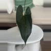plant/HB. Ochranthum x RA pap/Lux-1-thumbnail