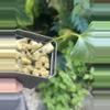plant/Ochranthum Ft Sherman “Vesper”-1-thumbnail