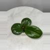 plant/H. ‘Rhiannon’ - 3 inch pot-1-thumbnail