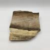 plant/Stinking Water Oak Petrified Wood - Agatized - 1lb 2.50oz-2-thumbnail