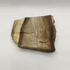 plant/Stinking Water Oak Petrified Wood - Agatized - 1lb 2.50oz-3-thumbnail