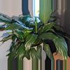 plant/Large piece lily bundles-0-thumbnail