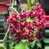 plant/H. mindorensis cv. 'Purple Star' variegated - 3 inch pot-3-thumbnail