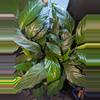 plant/Large piece lily bundles-1-thumbnail