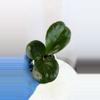 plant/H. ‘Rhiannon’ - 3 inch pot-3-thumbnail