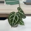 plant/Cape Oasis clone-1-thumbnail
