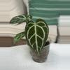 plant/Cape Oasis clone-0-thumbnail