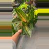 plant/Aglaonema Indian Queen exact plant-0-thumbnail