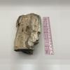 plant/Stinking Water Oak Petrified Wood - Agatized - 1lb 4.90oz-4-thumbnail