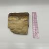 plant/Stinking Water Oak Petrified Wood - Agatized - 1lb 2.50oz-4-thumbnail