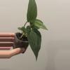 plant/Dreamweaver x Pap Ree Gardens-1-thumbnail