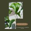 plant/Ochranthum Ft Sherman “Vesper”-2-thumbnail