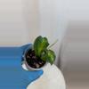plant/H. mindorensis cv. 'Purple Star' variegated - 3 inch pot-2-thumbnail