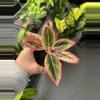 plant/Aglaonema lotus delight #2-0-thumbnail
