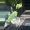 plant/Monstera Croatii-0-thumbnail
