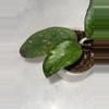plant/Hoya sp. Takengon (wavy leaf) -3 inch pot-2-thumbnail