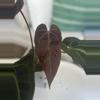 plant/Dark and Handsome x Red Velvet-2-thumbnail